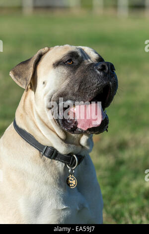 Un Boerboel Mastiff (South African Mastiff) il cane di circa 2 anni di età. Foto Stock