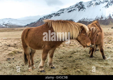 Cavalli islandesi con innevate sullo sfondo di montagna, Hofn, Islanda est Foto Stock