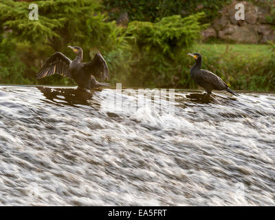 Cormorano selvatici [Phalacrocoracidae] pongono maestosamente sul bordo di sbarramenti Foto Stock