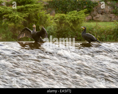 Cormorano selvatici [Phalacrocoracidae] pongono maestosamente sul bordo di sbarramenti Foto Stock