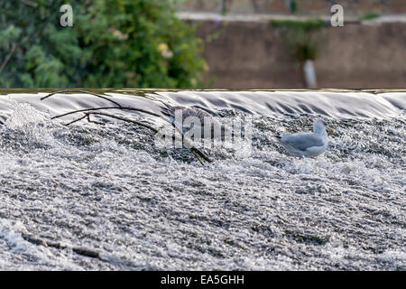 Aringa gabbiano [Larus argentatus] molestare ogni altro in corrispondenza del bordo di sbarramenti Foto Stock