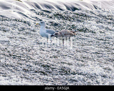 Aringa gabbiano [Larus argentatus] molestare ogni altro in corrispondenza del bordo di sbarramenti Foto Stock