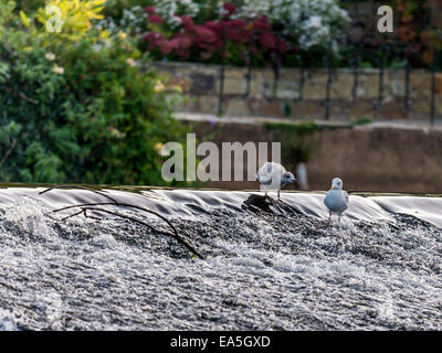 Aringa gabbiano [Larus argentatus] molestare ogni altro in corrispondenza del bordo di sbarramenti Foto Stock