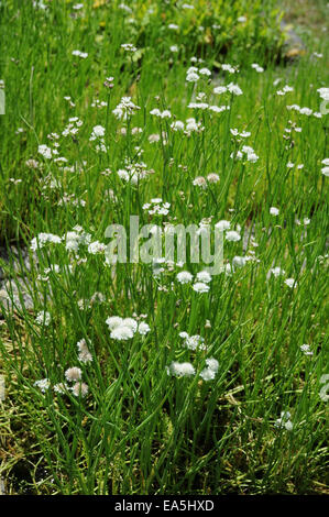 Dropwort di acqua Foto Stock