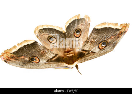 Bella seta gigante moth butterfly Foto Stock