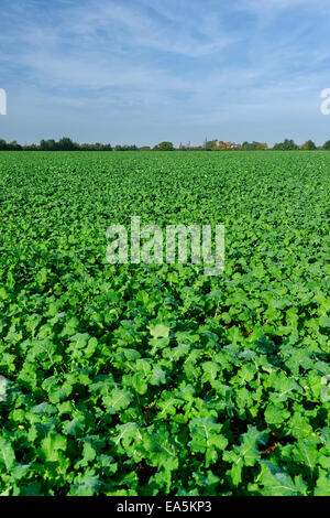 Campo di cavolo cappuccio in Essex, Inghilterra, con fattoria sulla skyline e cielo blu con nuvole wispy, giornata di sole Foto Stock
