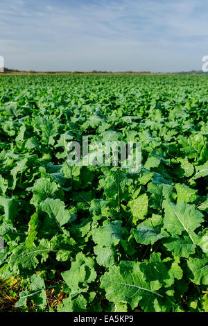 Cavoli in campo in Essex, Inghilterra, con cielo blu con nuvole wispy in distanza, giornata di sole Foto Stock