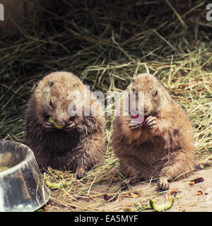 Nero-tailed i cani della prateria (Cynomys ludovicianus) alimentazione. Foto Stock