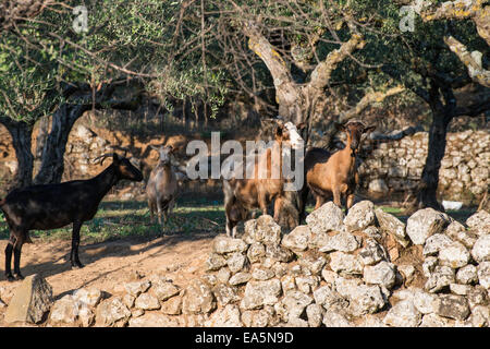 Tame capre tra gli ulivi. Luce solare Foto Stock