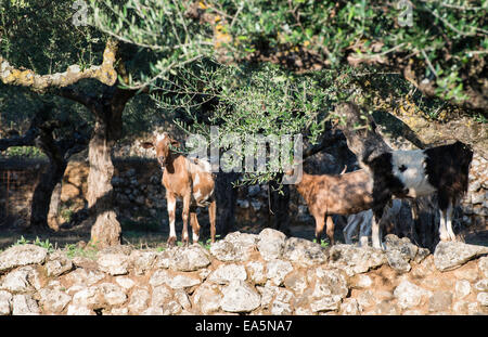 Tame capre tra gli ulivi. Luce solare Foto Stock