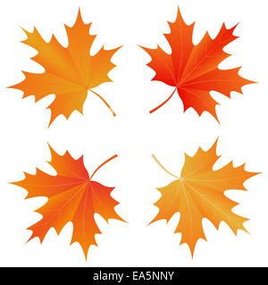 Set di autunno maple leaf Foto Stock
