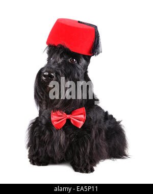 Cane nero in Fez Foto Stock