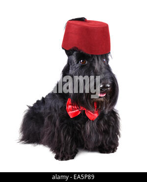 Cane nero in rosso fez Foto Stock