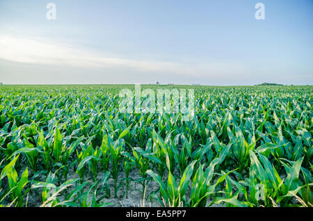 Campo di grano prima del tramonto con cielo chiaro Foto Stock