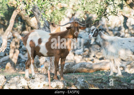 Tame capre tra gli ulivi. Luce solare Foto Stock