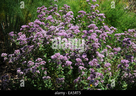 Origano Foto Stock