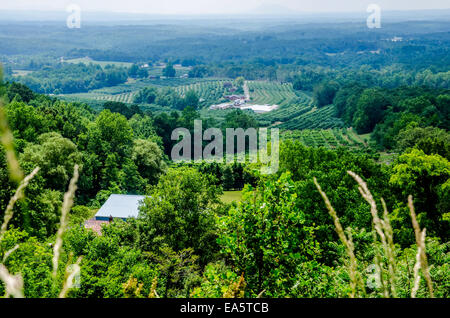 Vigneto in una distanza di Virginia montagne Foto Stock