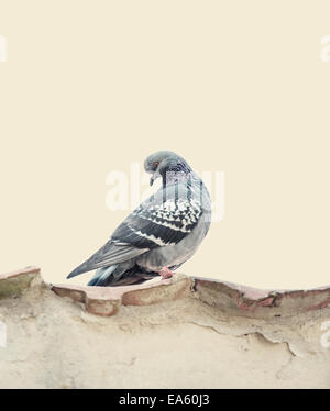 Pigeon seduto sulla parte superiore del vecchio muro Foto Stock