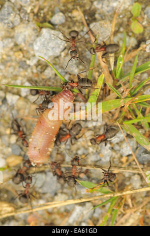 Rosso legno ant Foto Stock