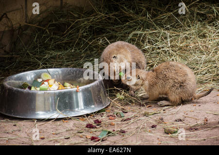 Due nero-tailed i cani della prateria (Cynomys ludovicianus) mangiare frutta. Divertente scena. Foto Stock