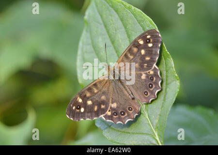 Pararge aegeria Foto Stock