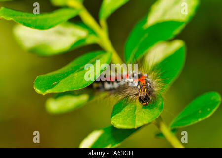 Giallo-coda Foto Stock