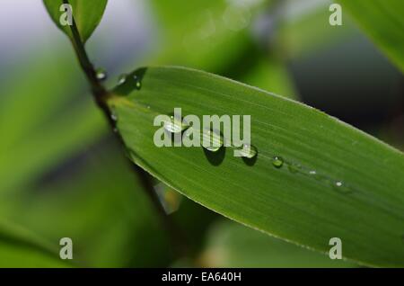 Waterdrops Foto Stock