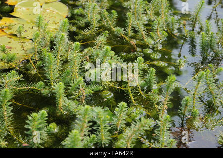 Piuma di pappagallo Foto Stock