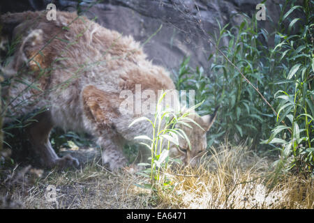 Lince iberica a caccia di un uccello Foto Stock