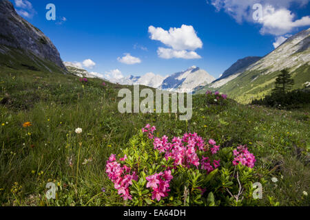 Fiori in montagna Foto Stock