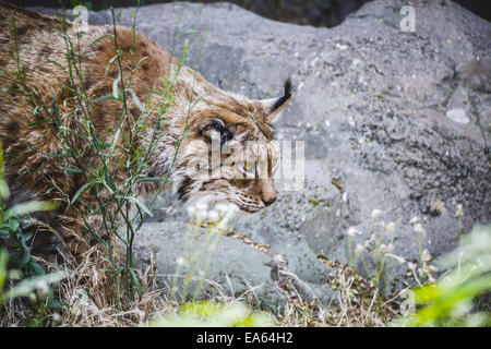 Lince iberica a caccia di un uccello, cacciatore Foto Stock