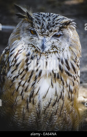 Il gufo spagnolo in una fiera medievale di rapaci Foto Stock