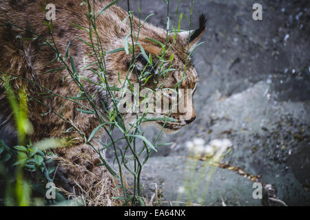 Lince iberica a caccia di un uccello Foto Stock