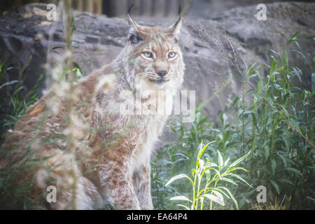 Lince iberica a caccia di un uccello, la fauna selvatica Foto Stock