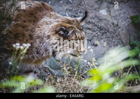 Lince iberica a caccia di un uccello, cacciatore Foto Stock