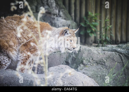 Lince iberica a caccia di un uccello Foto Stock