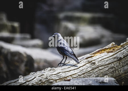 Raven Black appoggiato su di un ramo di albero Foto Stock