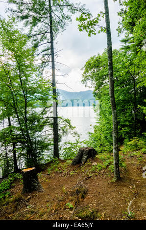 Ceppi di alberi che fuoriescono dal fronte lago Foto Stock