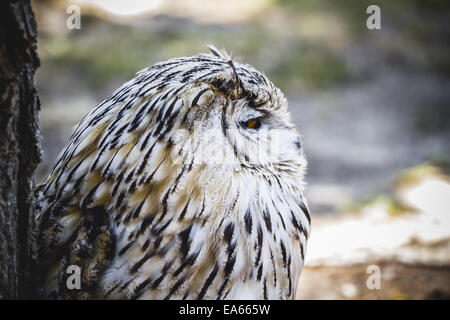 Il gufo spagnolo in una fiera medievale di rapaci Foto Stock