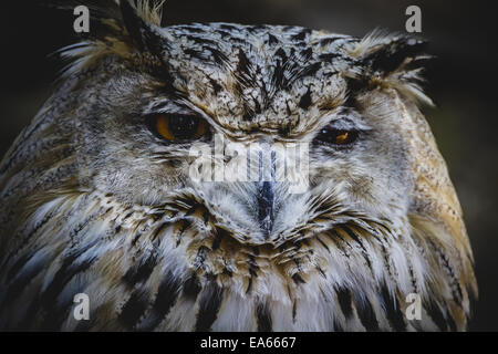Il gufo spagnolo in una fiera medievale di rapaci Foto Stock