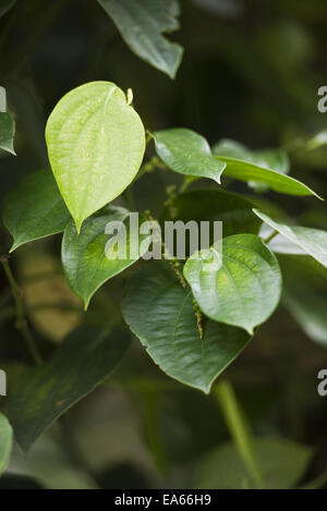 Il pepe verde impianto Foto Stock