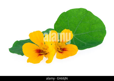 Nasturtium Fiore con foglie Foto Stock