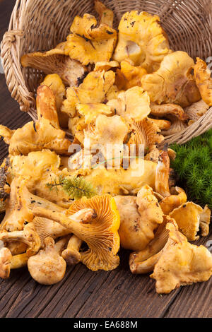 Funghi finferli su sfondo di legno Foto Stock