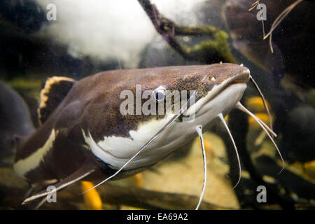 Pesce gatto del Redtail Foto Stock