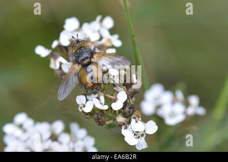 Tachina fera Foto Stock