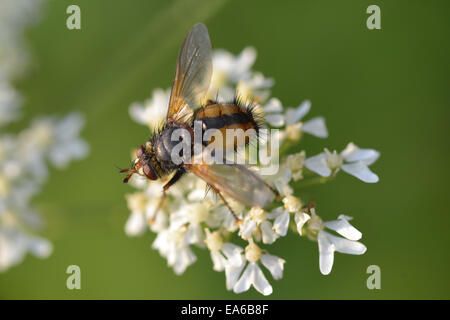 Tachina fera Foto Stock