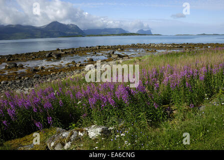 Fireweed sulla costa vicino a Skaland Foto Stock