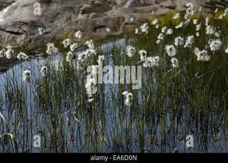 Eriophorum scheuchzeri Foto Stock