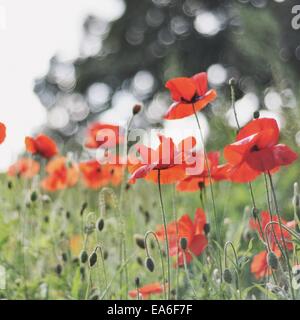 Fiori di papavero rosso in un campo, Inghilterra, Regno Unito Foto Stock