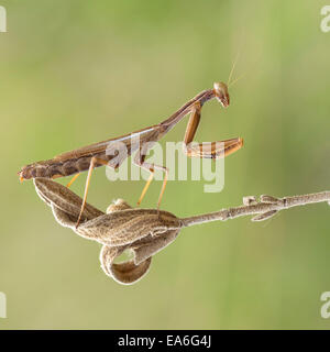 Macro shot della mantide religiosa Foto Stock